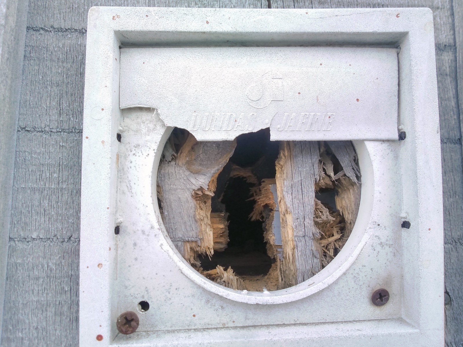 Get Rid of Squirrels in Vents Problems & Removal